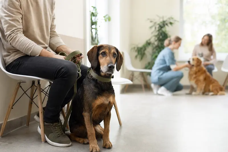 Ein Dunkerbracke Hund sitzt ruhig neben seinem Besitzer im hellen Wartezimmer einer modernen Tierarztpraxis.
